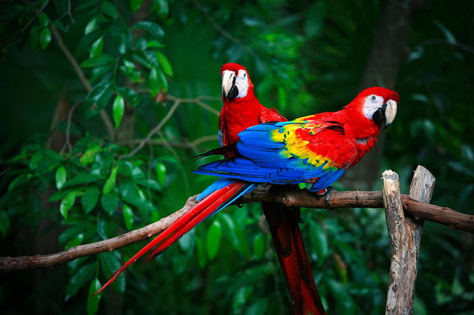 Why the Macaw Bird Makes a Perfect Pet Companion - DREAMZCART