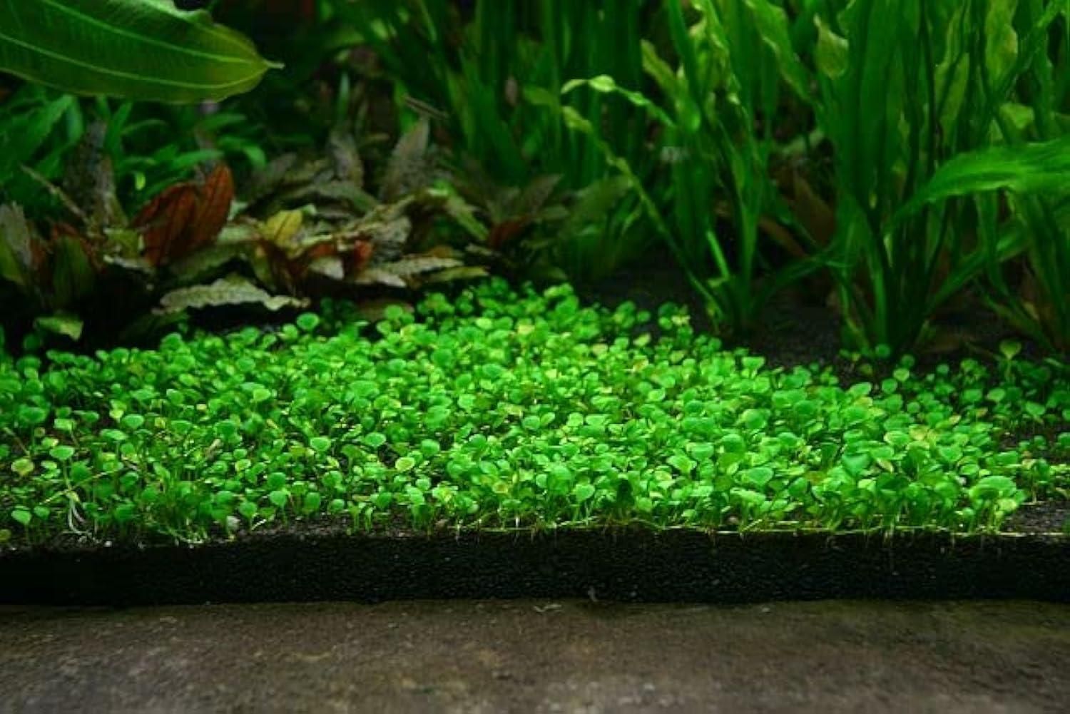 Aquatic Double Leaf Aquarium Plants Seeds - DREAMZCART