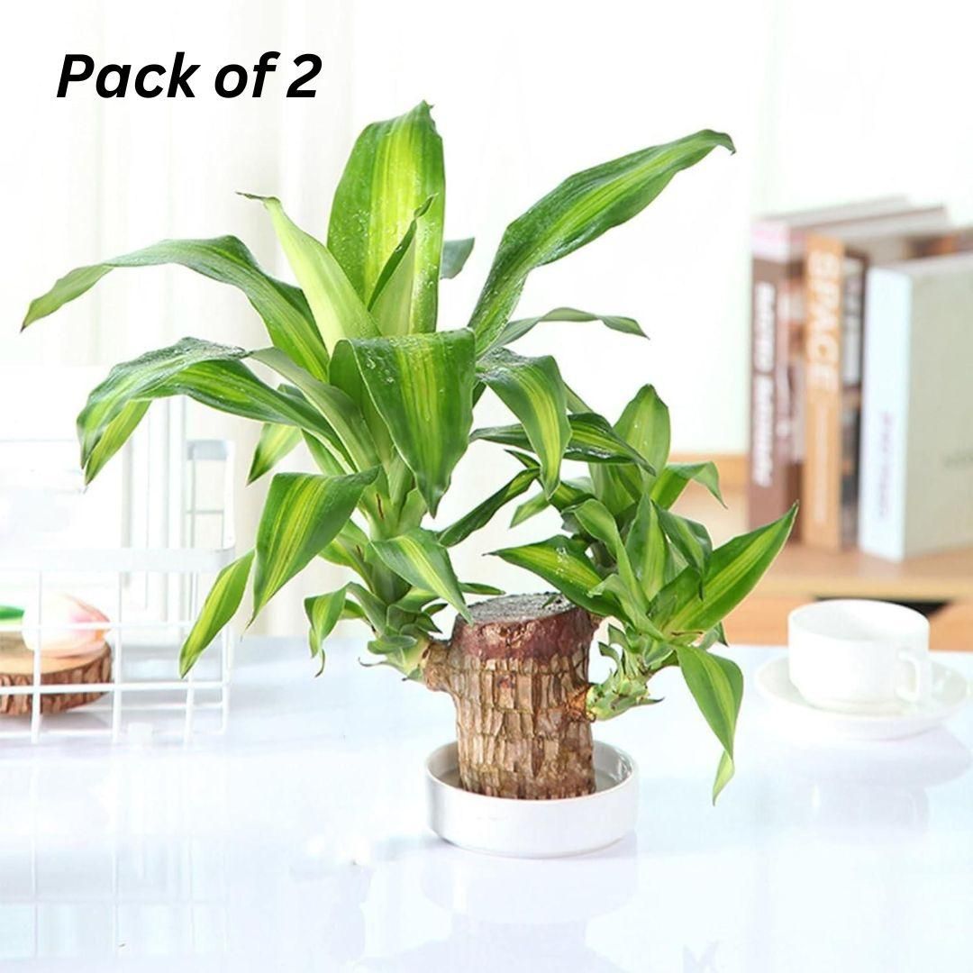 Brazilian Lucky Wood, Mini Home Plant Decorations - DREAMZCART