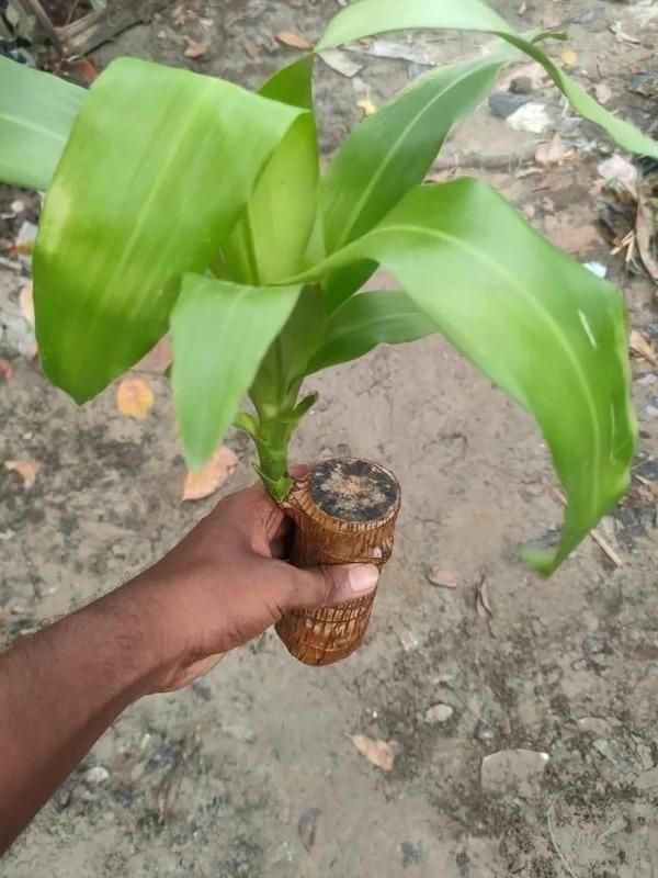 Brazilian Lucky Wood, Mini Home Plant Decorations - DREAMZCART