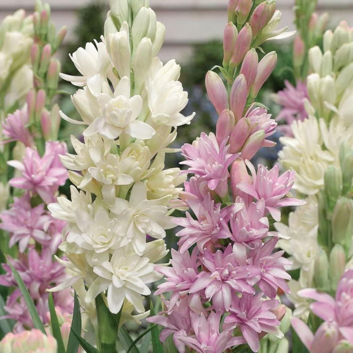 Rajnigandha Double Patel Tuberose Bulbs (Pack of 2) - DREAMZCART