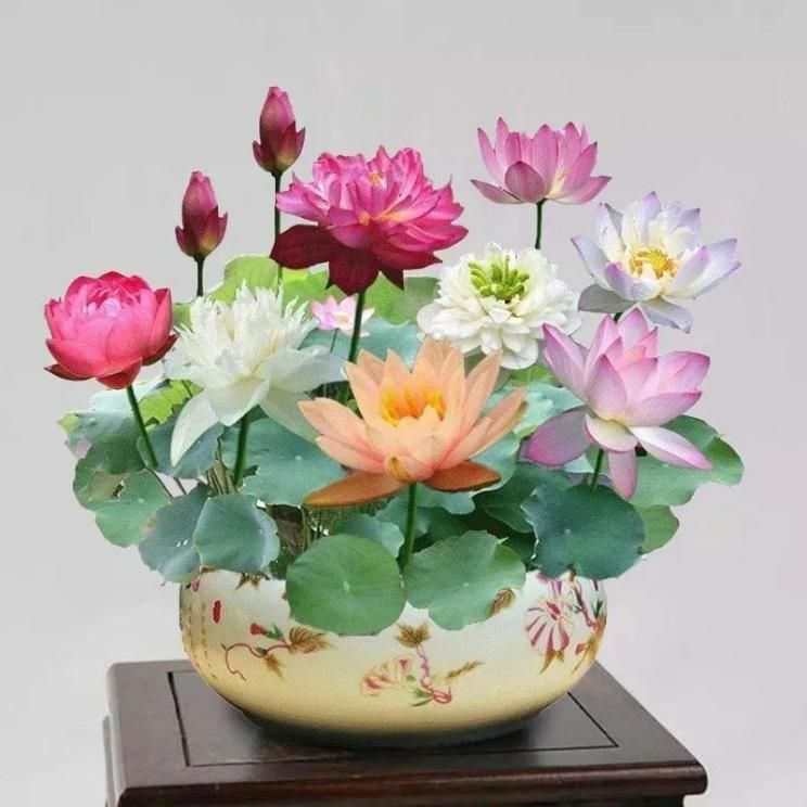 Bonsai Lotus Flower Seeds - DREAMZCART