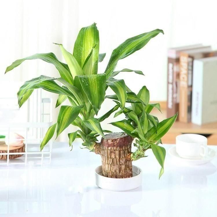 Brazilian Lucky Wood, Mini Home Plant Decorations - DREAMZCART