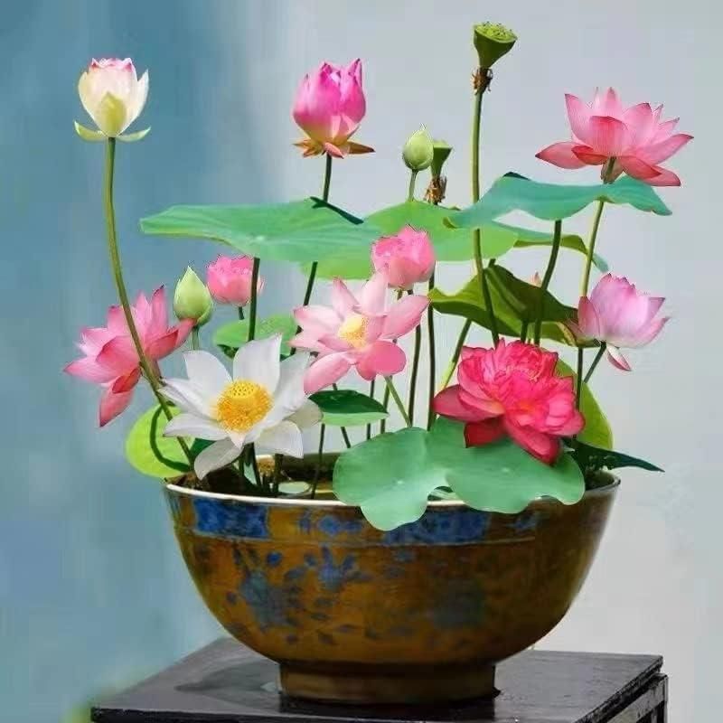 Bonsai Lotus Flower Seeds - DREAMZCART