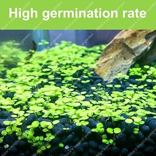 Aquatic Double Leaf Aquarium Plants Seeds - DREAMZCART