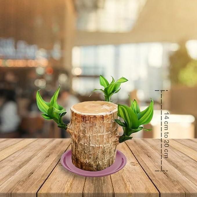 Brazilian Lucky Wood, Mini Home Plant Decorations - DREAMZCART