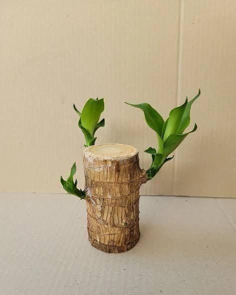 Brazilian Lucky Wood, Mini Home Plant Decorations - DREAMZCART