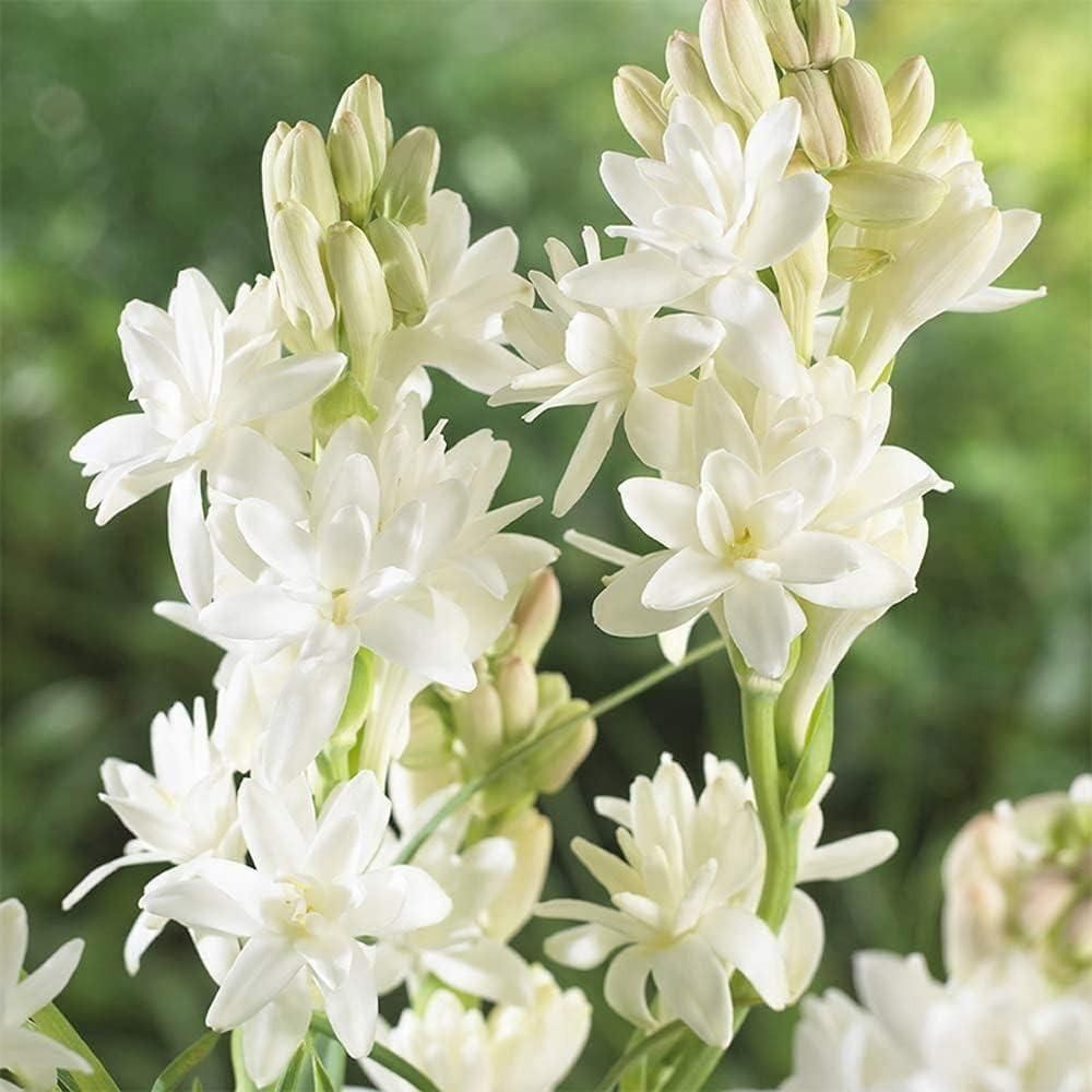 Rajnigandha Double Patel Tuberose Bulbs (Pack of 2) - DREAMZCART