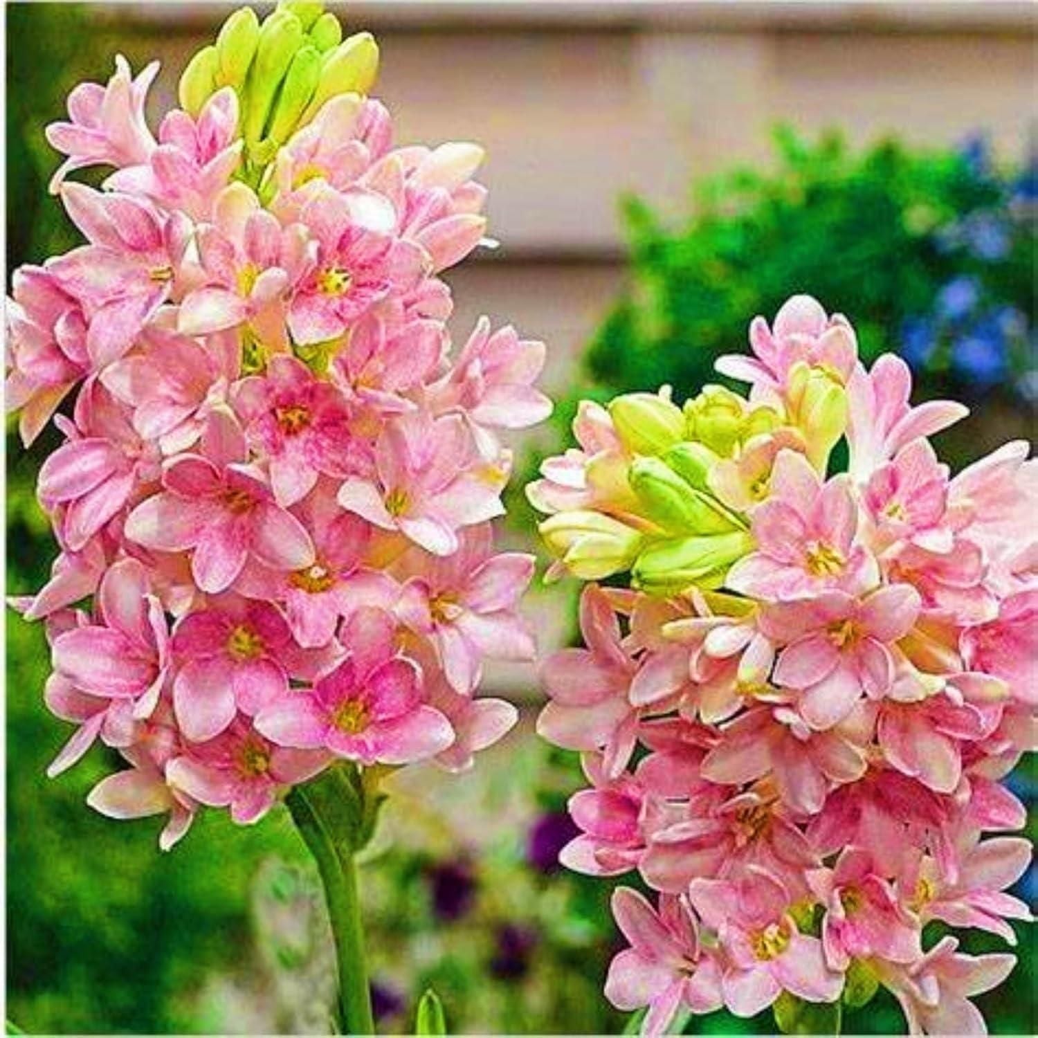 Rajnigandha Double Patel Tuberose Bulbs (Pack of 2) - DREAMZCART