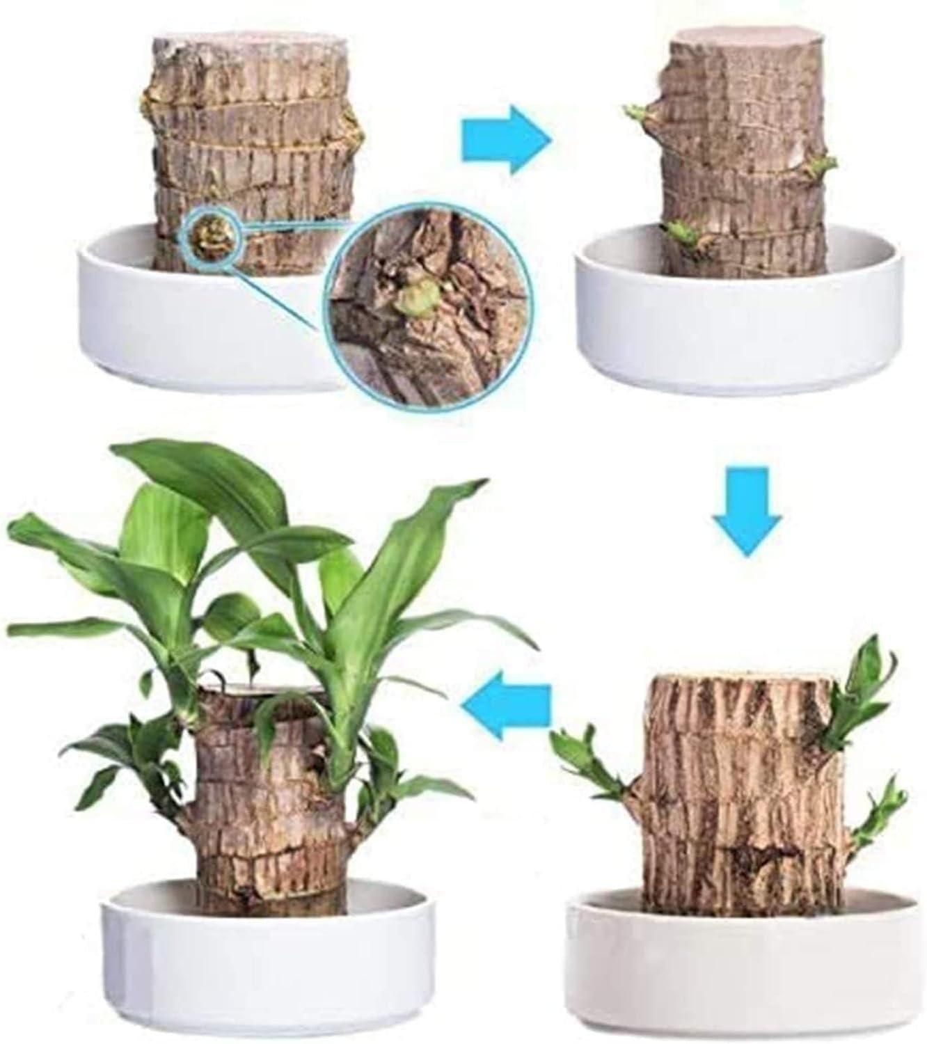 Brazilian Lucky Wood, Mini Home Plant Decorations - DREAMZCART