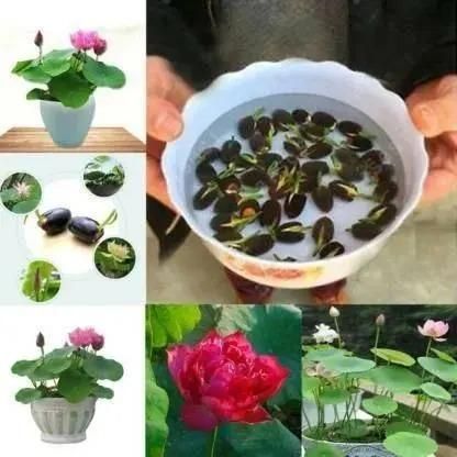 Bonsai Lotus Flower Seeds - DREAMZCART